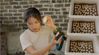 Harvesting Duck Eggs & Making Delicious Balut Egg - Traditional Process