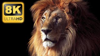 LIONS 8K ULTRA HD • 60FPS HDR