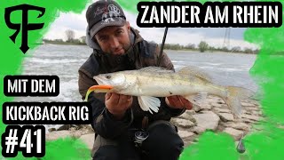 Zander Schlag auf Schlag Livebisse am Rhein mit dem Dropshot-Rig und Kickback-Rig#Livebisse #13