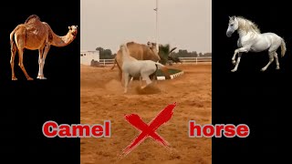 camel   x    horse