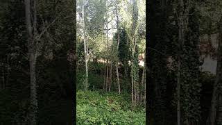 Clima húmedo de montaña en la Sierra de Madrid, España. Río y bosque.