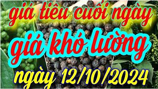 giá tiêu cuối ngày 12/10/2024