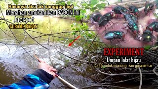 EXPERIMEN umpan lalat hijau//Ngeri..!!Strikenya sungguh di luar dugaan