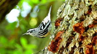 Black-and-White Warbler - Pat O'Neil Bird ID's