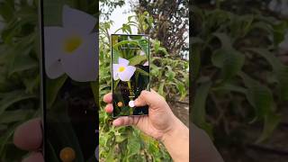 Samsung s24 ultra vs Vivo x100 #ytshorts #vivox100 #samsungs24ultra #viralshorts