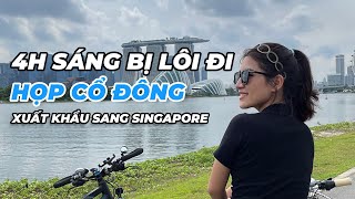 4h Sáng bị lôi đi họp cổ đông  - Xuất khẩu sang Singapore