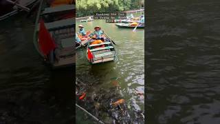 Feeding the fishes in Trang An,Ninh Binh, Vietnam #ninhbinhvietnam #ninhbinh #boatride #coi #ytshort