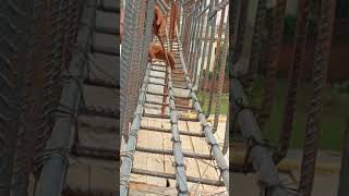 Beam ko Kaise Bandha jata hai #buildingconstruction #work #shortvideo #YouTubeshorts #viralshots