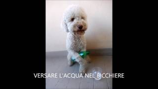 CANE VERSA NEL BICCHIERE ACQUA E VINO