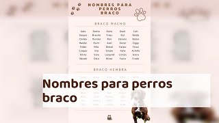 Nombres para perros braco - ¡Más de 50 ideas!