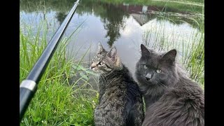 😺 Ну и где рыба?! 🐈 Самое смешное видео с котами и котятами для хорошего настроения! 😺