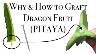 Why and How to Graft Dragon Fruit (Pitaya) - Reasons and Methods for Grafting Dragon Fruits