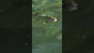 Massive Trico Hatch - Rainbow Trout Fly fishing