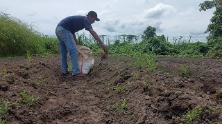 TABUR PUPUK DASAR UNTUK TANAMAN CABE