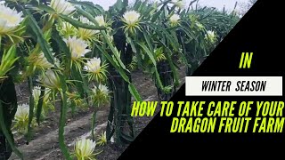 सर्दियों में अपने ड्रैगन फ्रूट फार्म का रखें इस तरह से ध्यान|how to care your farm in winter season