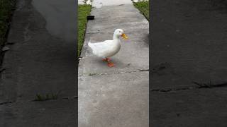 So cute 🥰🦆🩵#shorts #fyp #viralshorts #cuteanimals #cute #happy #funny