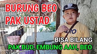 BURUNG BEO PAK USTAD | SYAIFI BAYU