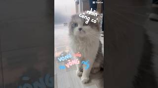 Mồn lèo bức xúc #meow #animals #cute