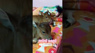 mini sapi tidur dengan juraganyya #sapi #sapilucu #shorts