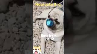 Cute animals - Funny actions