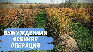 Уход за голубикой осенью. Незапланированная операция