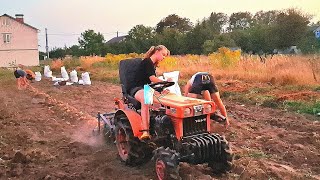 Ох і вродила🥔🥔хоч😭Вечірній коп 🚜 Японцем+копалка Полтавчанка👍На Дируни накопали,сімейка в ділі💪