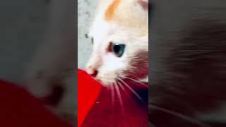 কিউট বিড়াল Cute Cat