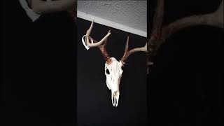 Mounting my euros with G2 mounts #hunting #whitetaildeer #bigbucks #bowhuntinglife