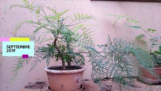 ROBLE AUSTRALIANO BONSAI. GREVILLEA ROBUSTA. FANTÁSTICA EVOLUCIÓN 9 MESES DESPUÉS.