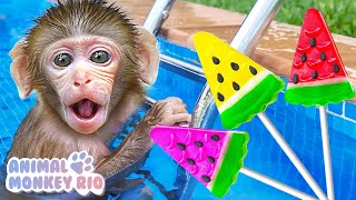 Macaco Rio vai nadar e come sorvete de melancia colorida com o patinho | Animal Monkey Rio