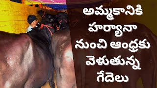 Haryana to Andhra transport MurraBuffalos | హర్యానా నుంచి ఆంధ్రాకు ముర్రా గేదలు#8688123262#i3media