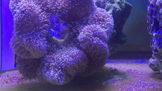 Feeding carpet anemone. Gigantea