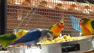 Comendo farinhada no almoço