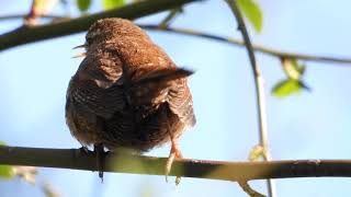 Wren singing