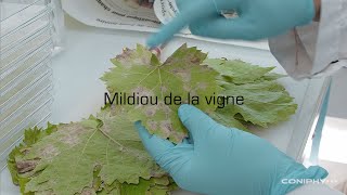 CONIPHY - Mildiou de la vigne