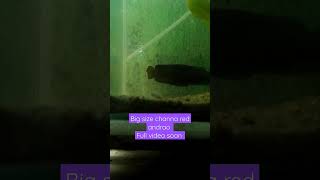 #shorts #viral#channa barca#bilash aqua&vlogs