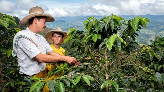 Café colombiano, entre el cambio climático y la ausencia de jóvenes cafeteros