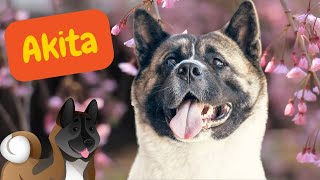 Akita Americano. Descubre al maravilloso AMERICAN AKITA. Origen, cuidados, carácter y apariencia 🐶