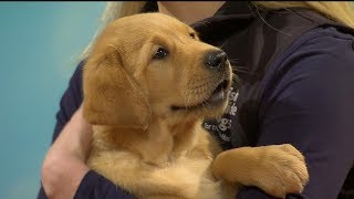 RTE Today Show Guide Dog Puppy