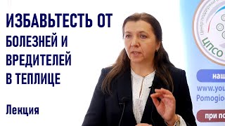 Эти вредители и болезни могут уничтожить ваш урожай в теплице. Борьба с болезнями и вредителями.