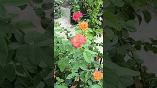 इस तरह का Result पाने के लिए क्या करें | Rose Plant Care | गुलाब