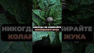 НИКОГДА не собирайте КОЛОРАДСКОГО ЖУКА #дача #огород #урожай #колорадскийжук