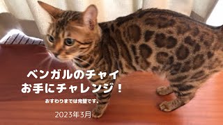 猫はお手ができるのか！？爪切りが大変なうちの猫、手を触らせていただきます。