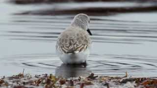 Sanderling