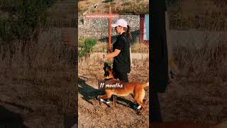 Malinois - Dog Training - Obediencia com Malinois