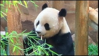 Panda Fakes Pregnancy for More Food