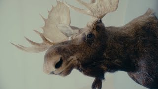 Chris Webby - Moose Head