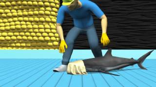 Purse Seine Fisheries -- Bycatch Mitigation for Sharks: Handling & Release Part III