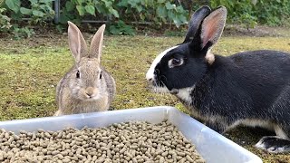 I was convinced that baby rabbits are angels!