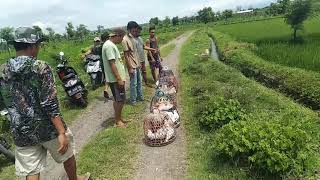 Best Kabootarbaji competition || कबूतरबाजी की शर्त कैसे लगाते है ||Desi kabootar Muzaffarnagar